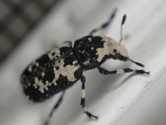 Euparius lugubris