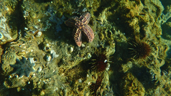 Uniophora granifera