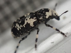 Euparius lugubris