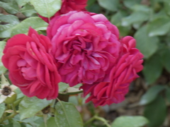 Rosa
