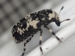 Euparius lugubris