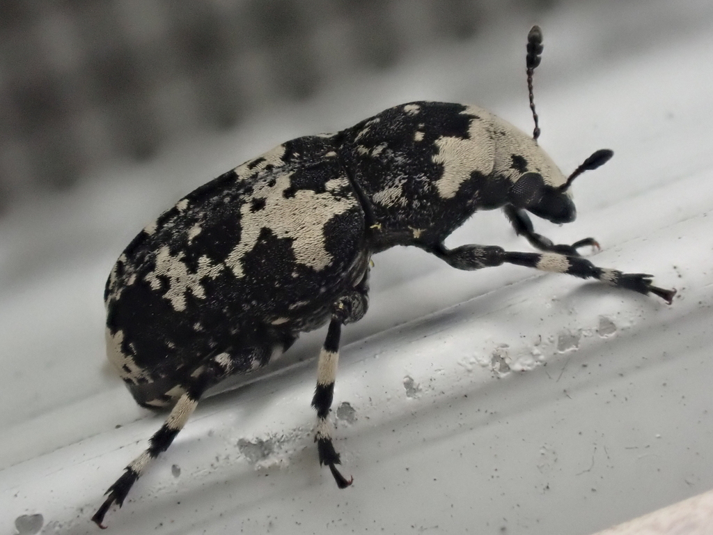 Black and White Fungus Weevil