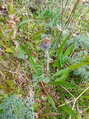 Saussurea baicalensis