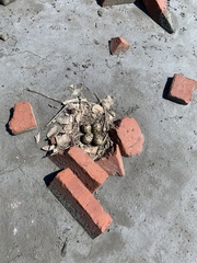 Himantopus himantopus