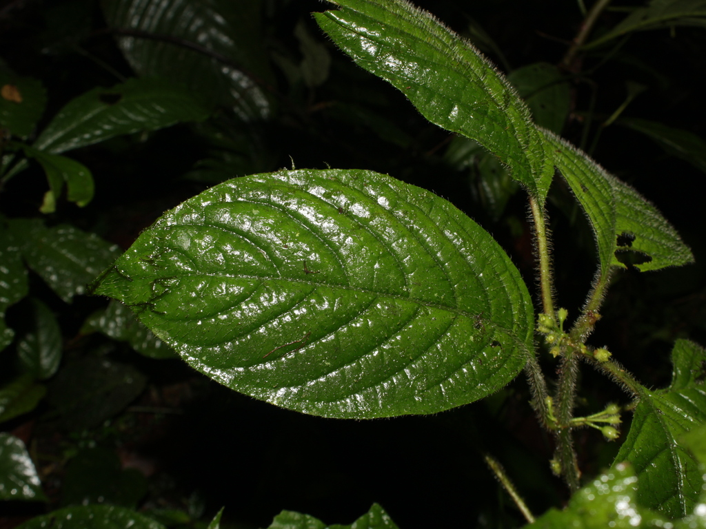 Hoffmannia valerii