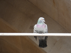 Columba livia