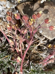 Potentilla morefieldii