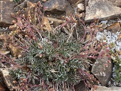 Potentilla morefieldii