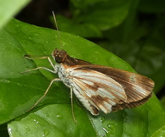 Vettius fantasos