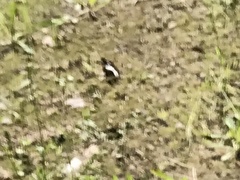 Limenitis lorquini