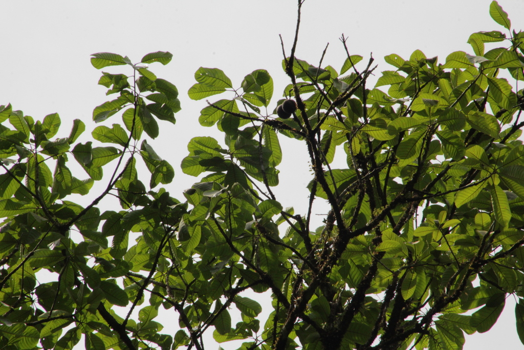 Pouteria leptopedicellata