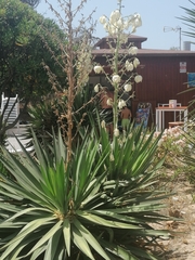 Yucca gloriosa tristis