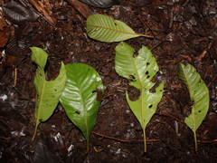 Pouteria leptopedicellata