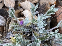Oxytropis parryi