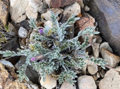 Oxytropis parryi
