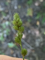 Carex albolutescens