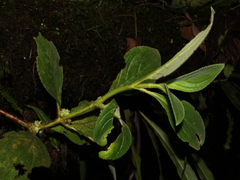 Rufodorsia
