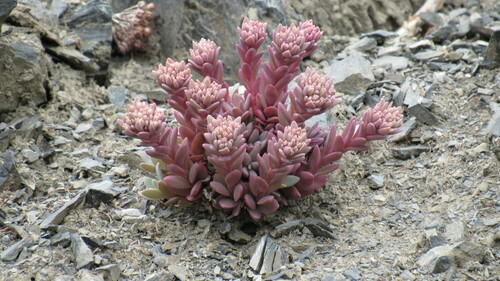 Sedum 'Postman's Pride'