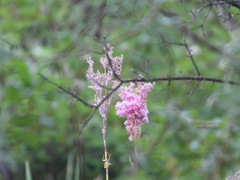 Filipendula rubra