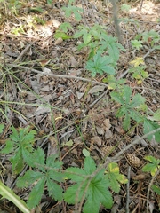 Potentilla thuringiaca