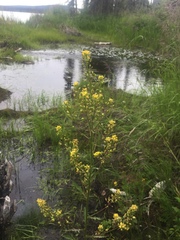 Rorippa barbareifolia