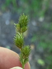 Carex albolutescens
