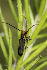 Phaea phthisica