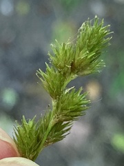 Carex albolutescens