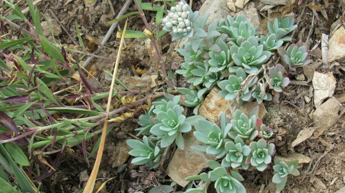 Hylotelephium cyaneum, photograph 2