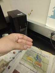 Rhynchospora harveyi