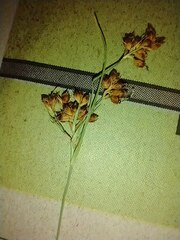 Rhynchospora harveyi