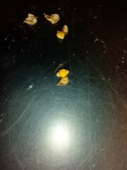 Rhynchospora harveyi