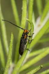 Phaea phthisica