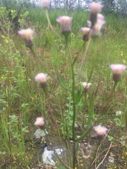 Erigeron acris kamtschaticus