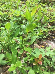 Salix myrtillifolia
