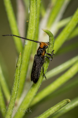 Phaea phthisica