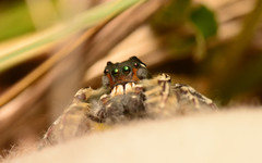 Phidippus putnami