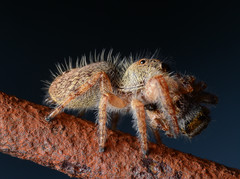 Phidippus princeps