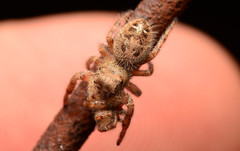 Phidippus princeps