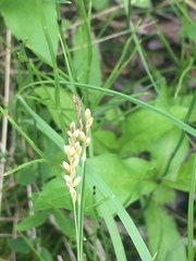 Carex garberi