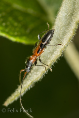 Neocompsa tenuissima