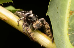 Phidippus putnami