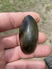 Utterbackia imbecillis