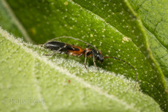 Neocompsa tenuissima