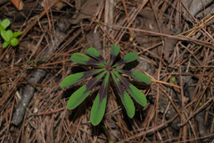 Oxalis hernandesii