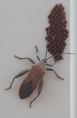 Physomerus grossipes