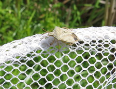 Euschistus servus euschistoides