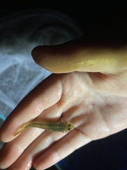 Rhinogobius candidianus