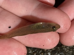 Rhinogobius candidianus