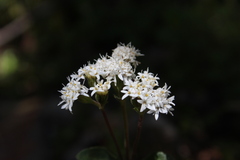 Oxylobus arbutifolius